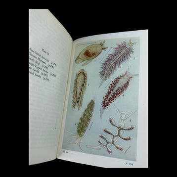 Step - Wayside & Woodland Ferns, Shell Life & British