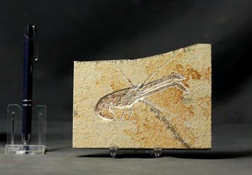 Leuke fossiele kreeftachtige. - Gefossiliseerd dier -