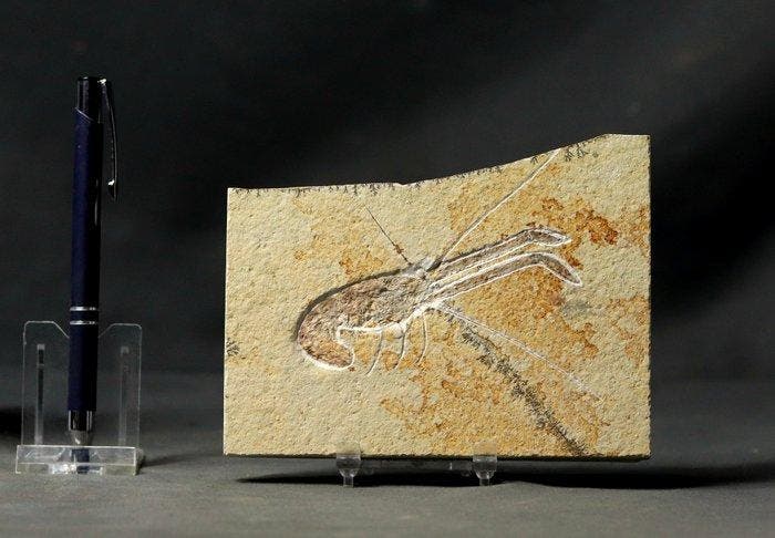 Leuke fossiele kreeftachtige. - Gefossiliseerd dier -, Verzamelen, Mineralen en Fossielen