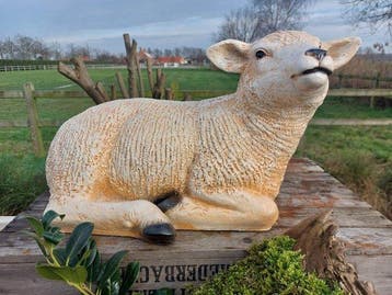 Statue, life size and a lifelike (Texel lamb) - 32 cm -