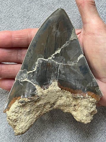 Dent de mégalodon géante de 14,5 cm - Dent fossile -, Collections, Minéraux & Fossiles