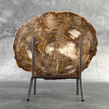 Magnifique tranche de bois pétrifié sur un socle