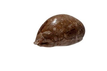 Landkaartkauri (Cypraea mappa) | Prachtstuk 73 mm |