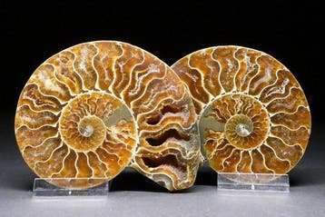Ammonite - Animal fossilisé - Aioloceras (Cleoniceras) sp. -