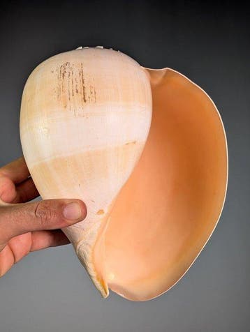 Giant Melo Shell Zeeschelp - Melo broderipii (Zonder, Nieuw