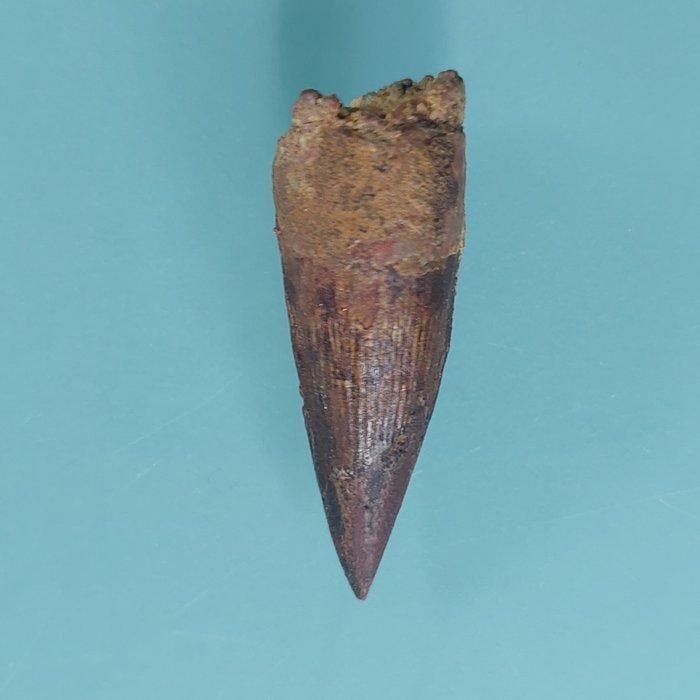 Dinosaurus - Fossiele tand - Spinosaurus aegyptiacus - 48 mm, Verzamelen, Mineralen en Fossielen