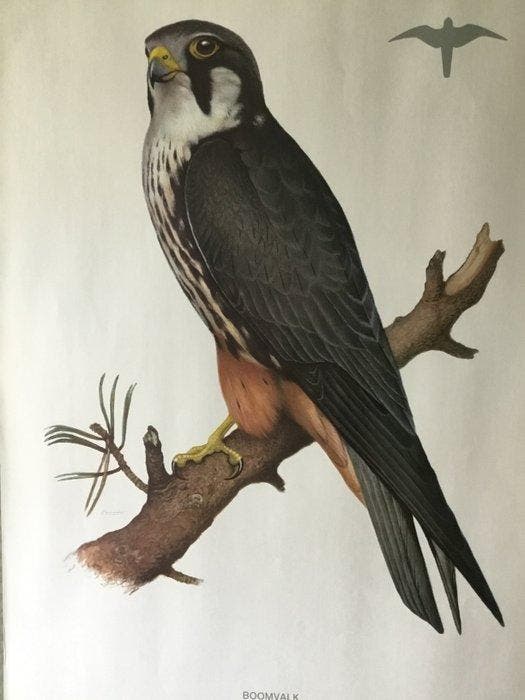 Cramer. - Schoolplaat Roofvogel “ Boomvalk “ - ludwig Binder, Antiquités & Art, Curiosités & Brocante
