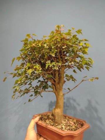 Drietand Esdoorn (Acer Buergerianum) - Hoogte (boom): 38 cm