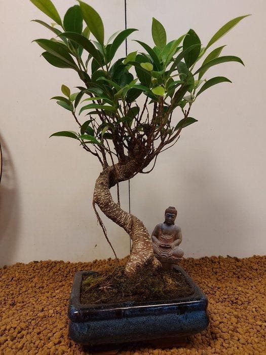 Vijgenboom bonsai (Ficus) - Hoogte (boom): 30 cm - Diepte, Antiquités & Art, Curiosités & Brocante