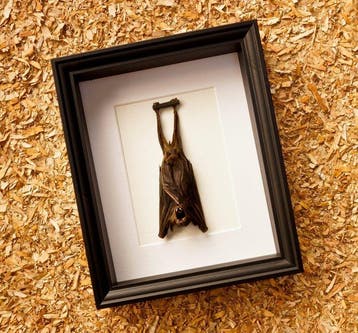 Vleermuis Taxidermie volledige montage - Cynopterus sphinx -