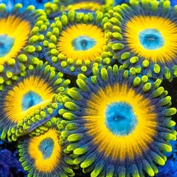 Zoanthus Scrambled eggs Frag (2-3 polypen), Animaux & Accessoires