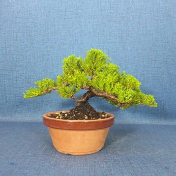 Jeneverbes bonsai (Juniperus) - Hoogte (boom): 14 cm -