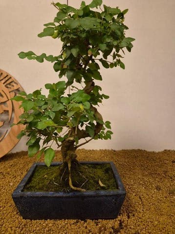 Liguster bonsai (Ligustrum) - Hoogte (boom): 42 cm - Diepte