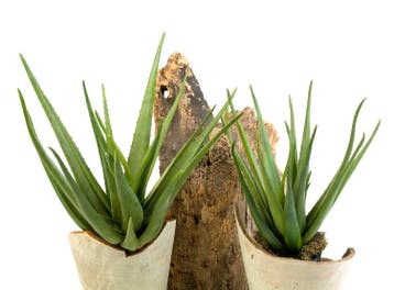 Kunstplant Aloë 70 cm, Huis en Inrichting, Kamerplanten, Verzenden