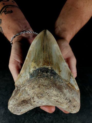 Een enorme tand van de megalodon. - Fossiele tand - otodus, Nieuw