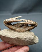 Crabe épineux - Squelette fossile - Charybdis lucifer