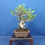 Bonsaï Olivier (Olea europaea) - Hauteur (arbre) : 29 cm -