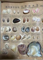 Collection variée de coquillages Coquillage marin - Multiple, Antiquités & Art