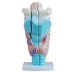 Anatomisch model vergroot menselijk strottenhoofd ST-ATM 71, Verzenden