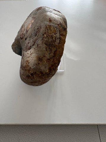 Ammoniet - Gefossiliseerde schelp - 10 cm - 12 cm (Zonder, Verzamelen
