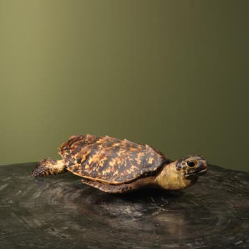 Schildpad Antiek Taxidermie Opgezette Dieren By Max, Verzamelen, Ophalen of Verzenden, Nieuw, Wild dier, Opgezet dier
