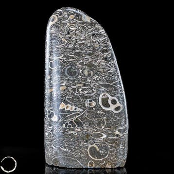 Natuurlijke krinoïden-vrije vorm uit Indonesië- 1047.74 g
