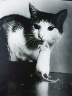 Stefan Moses - Katze und Maus