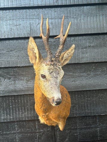 Reebok Taxidermie volledige montage - Capreolus capreolus -