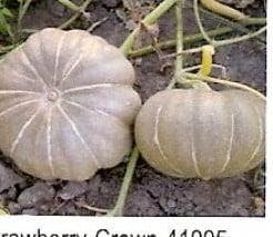 Strawberry Crown pompoen basiseenheid zaden, Nieuw