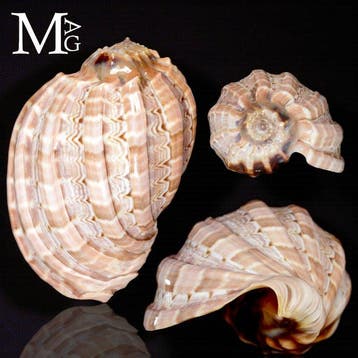 Exquis spécimen de collection de Madagascar Coquillage marin, Antiek en Kunst