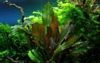 Tropica Echinodorus Reni (easy), Dieren en Toebehoren, Vissen | Aquaria en Toebehoren, Verzenden, Nieuw