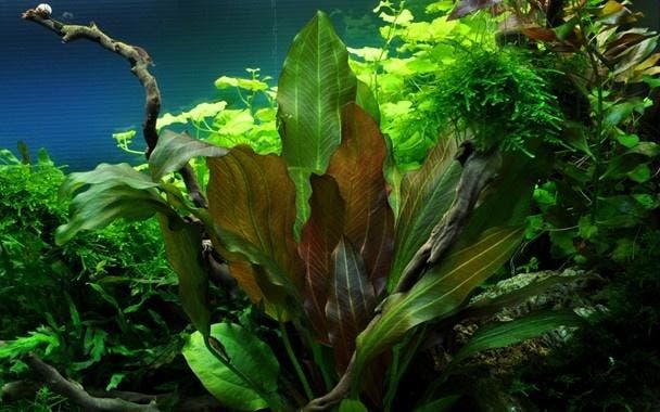 Tropica Echinodorus Reni (easy), Dieren en Toebehoren, Vissen | Aquaria en Toebehoren, Nieuw, Verzenden