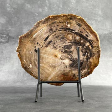 Magnifique tranche de bois pétrifié sur un socle