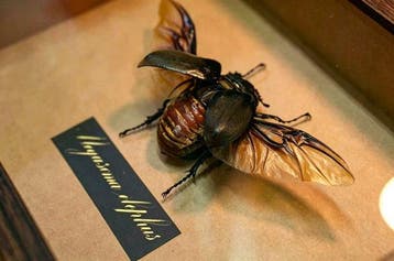 Insecte Support de corps entier pour taxidermie - Megasoma, Collections