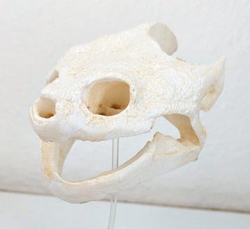 Gewone snappende schildpad Schedel - (Chelydra serpentina) -