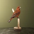 Kanarie Taxidermie Opgezette Dieren By Max, Ophalen of Verzenden, Nieuw, Vogel, Opgezet dier