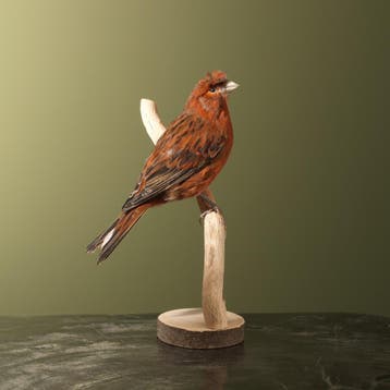Kanarie Taxidermie Opgezette Dieren By Max, Ophalen of Verzenden, Nieuw, Vogel, Opgezet dier