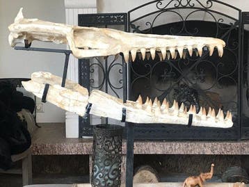 Fossiele schedel - Halisaurus - 66 cm - 60 cm