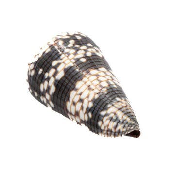 Zeldzaamheid van de Indische Oceaan: Conus zonatus (62 mm)