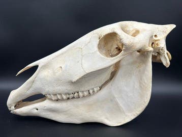 Burchell-zebra Schedel van een zoogdier - Equus quagga, Verzamelen, Dierenverzamelingen, Nieuw