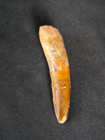 Spinosaurus - Fossiele tand - Spinosaur Aegyptiacus (Zonder