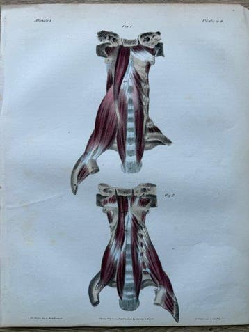 P. S. Duval (XIX) - A Series of Anatomical Plates, anatomie