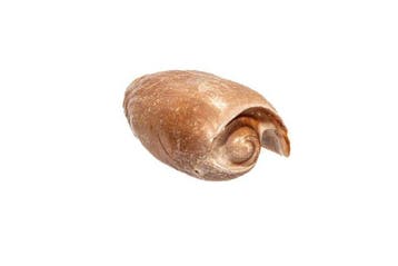 Grote balenpers of romp van een boot Skelet - Melo, Nieuw