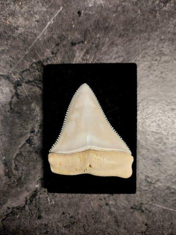 enorme tand van een grote witte haai Taxidermie volledige, Nieuw
