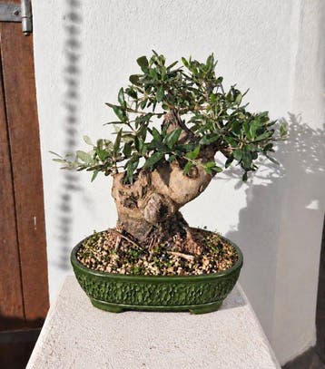 Olijf bonsai (Olea europaea) - Hoogte (boom): 35 cm - Diepte
