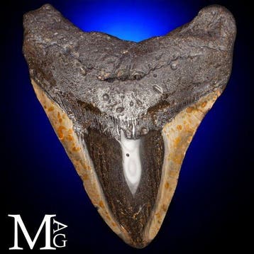 Gigantische prehistorische haaientand (Otodus megalodon) -