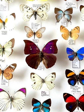 Entomologische historische collectie (pronkstukken) 33