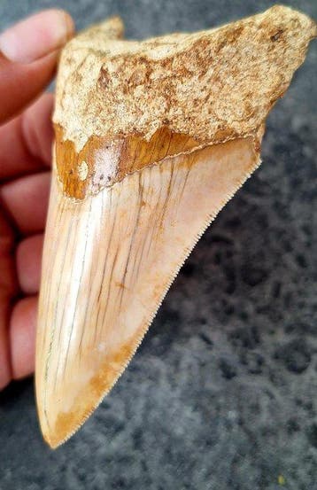 Megalodon - Fossiele tand - 10.4 cm - 6.5 cm