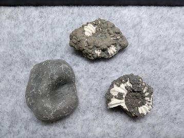 Ammoniet - Gefossiliseerd dier - Pleuroceras sp. (Zonder