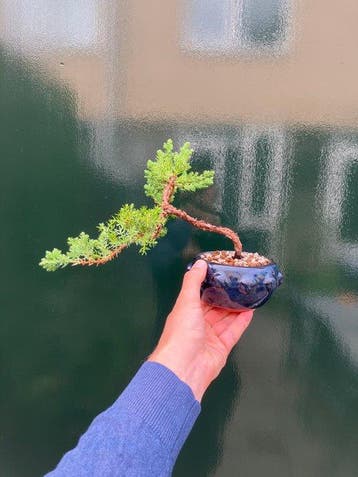 Jeneverbes bonsai (Juniperus) - Hoogte (boom): 15 cm -